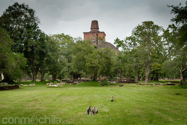 Vista general de la stupa y sus inquilinos