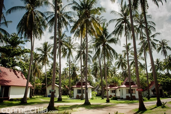 El bonito jardín con los cocoteros de Lantas Lodge
