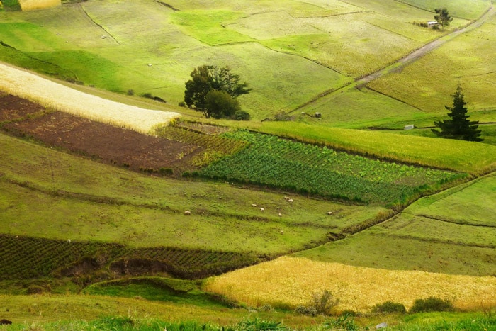 Campos de Ecuador