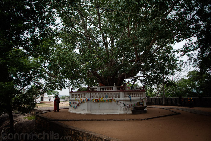 El árbol que hay frente al Buda de Avukana