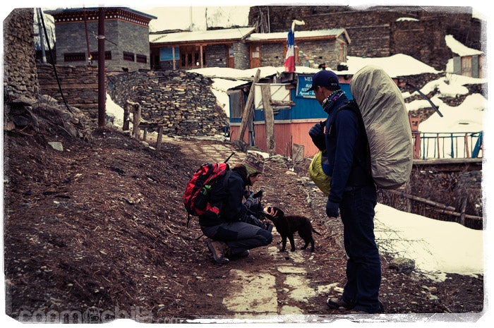 El perrito del camino