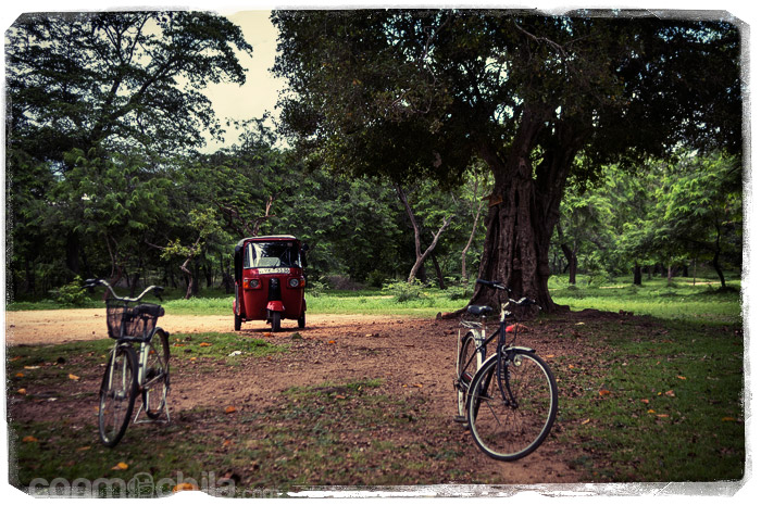 Nuestro Motoret al lado de un árbol