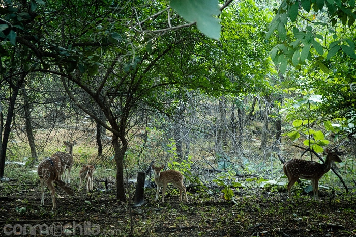 Chital o ciervo moteado