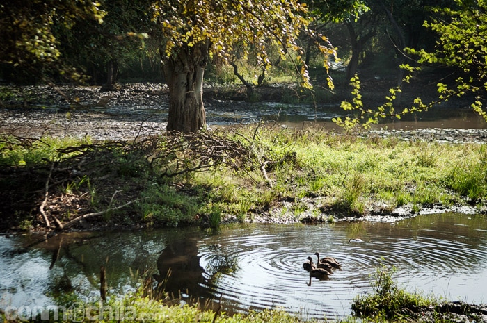 Aves acuáticas