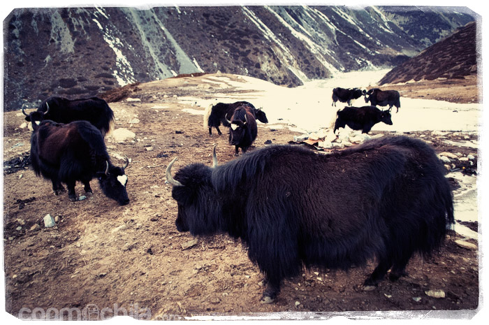 Y otra vez nuestros amigos los Yaks