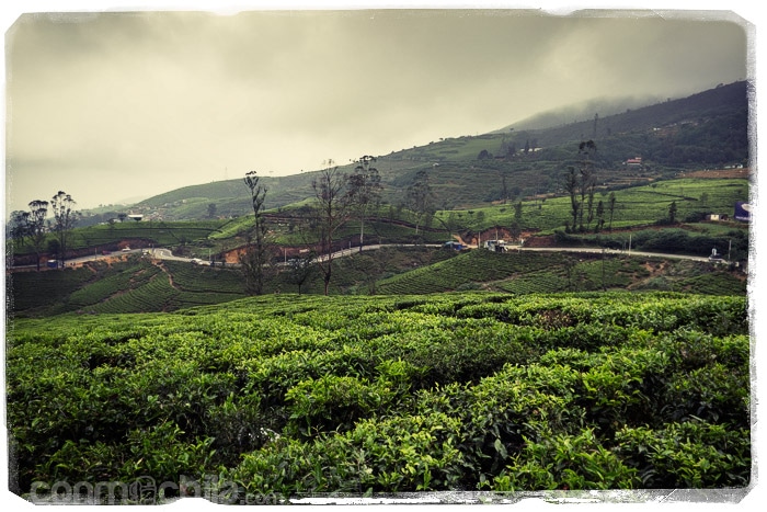 Los campos de té haciendo acto de presencia