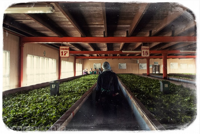 En el interior de la empresa de té