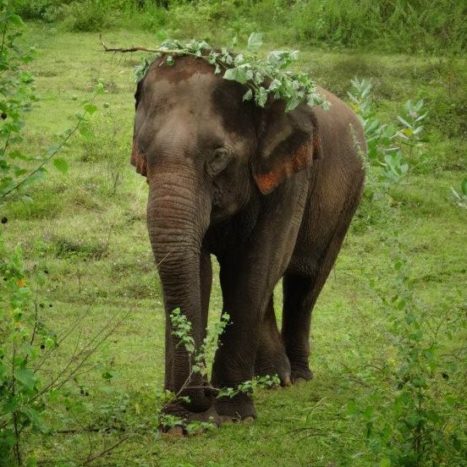 Kam Kaew en Elephant's World