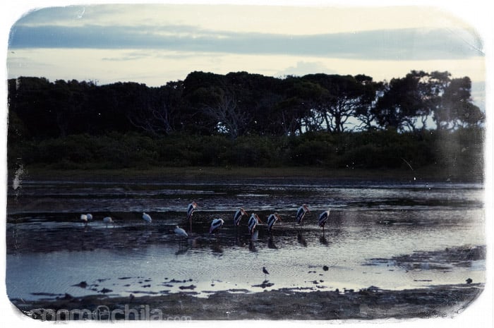 Aves en el lago al amanecer