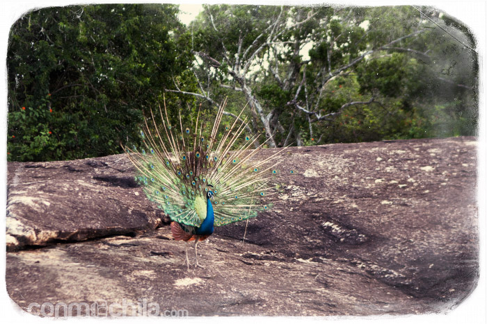 Un pavo real