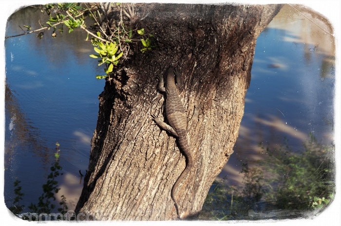 Otro varano trpando por el árbol