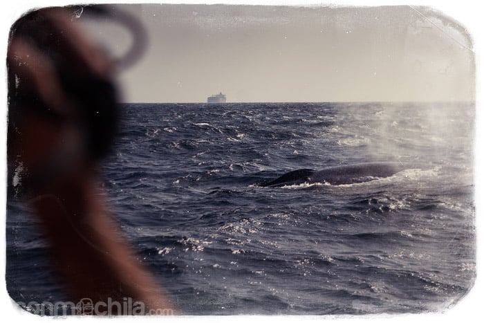 La gran ballena azul