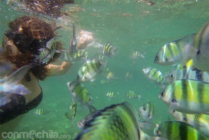 Rodeada de peces