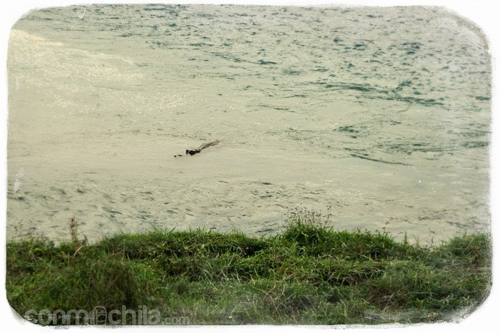 Uno de los cocodrilos en el río