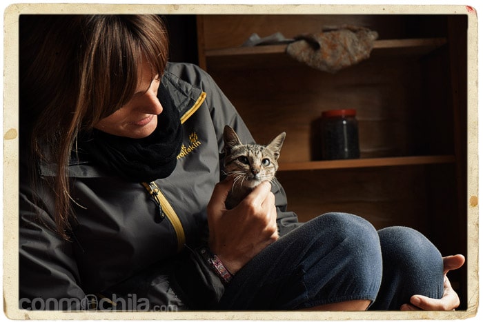 El gato de la homestay