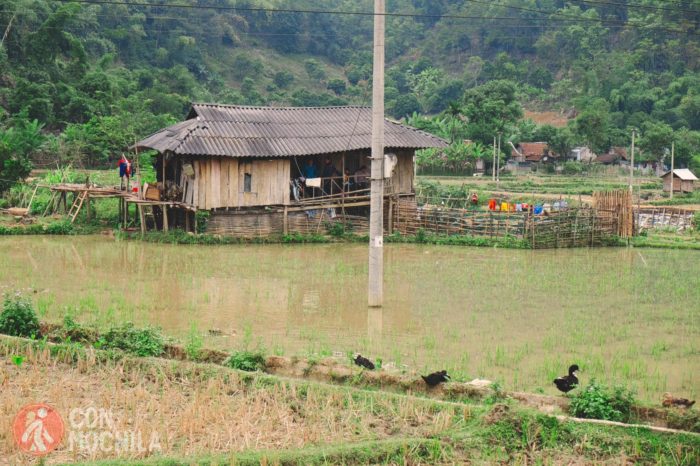 Una bonita cabaña entre el arroz