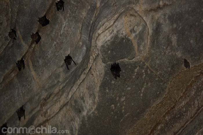Los habitantes de la cueva