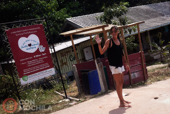 Voluntariado veterinario en Lanta Animal Welfare