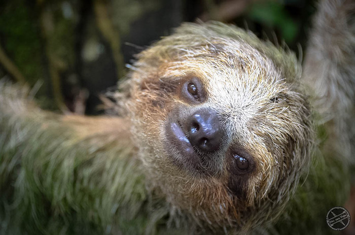 Perezoso en Costa Rica