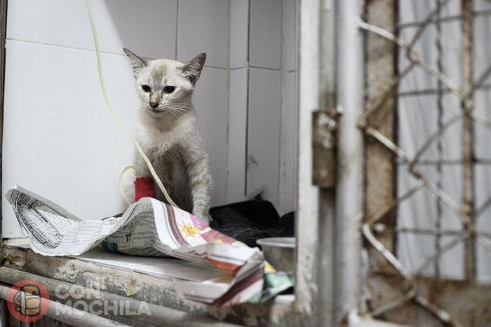 Gato encontrado en la calle ingresado en la sala de recuperación
