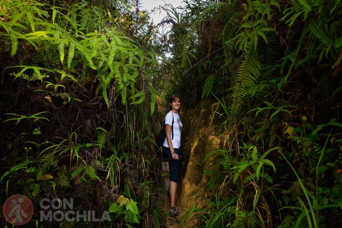 Empieza el trekking por Cameron Highlands