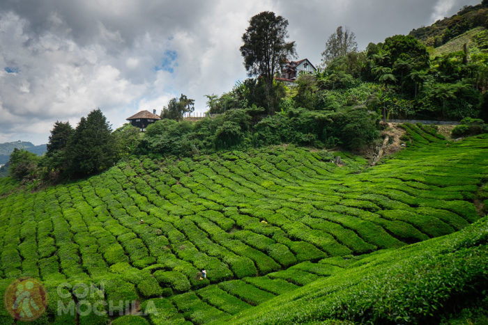 Los populares campos de té de Cameron Highlands