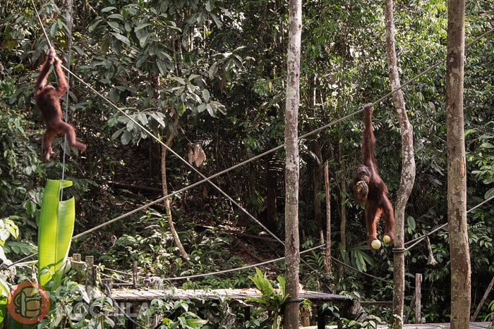 ¡¡Orangutanes!!