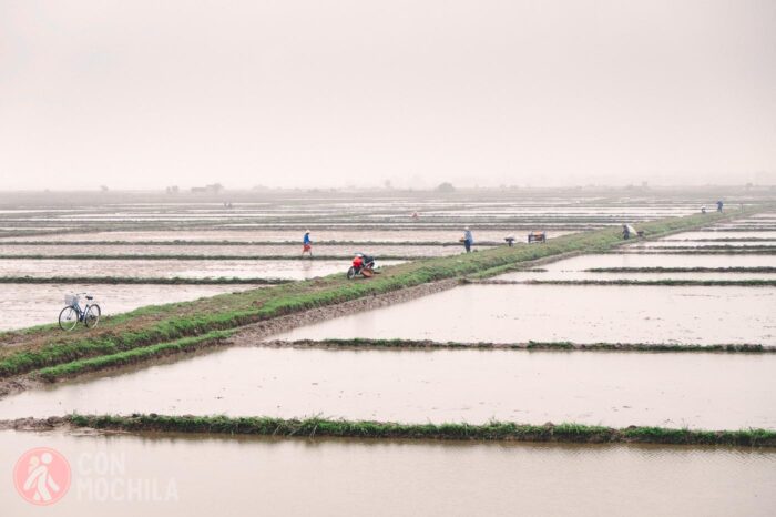 Los campos de arroz anegados de agua