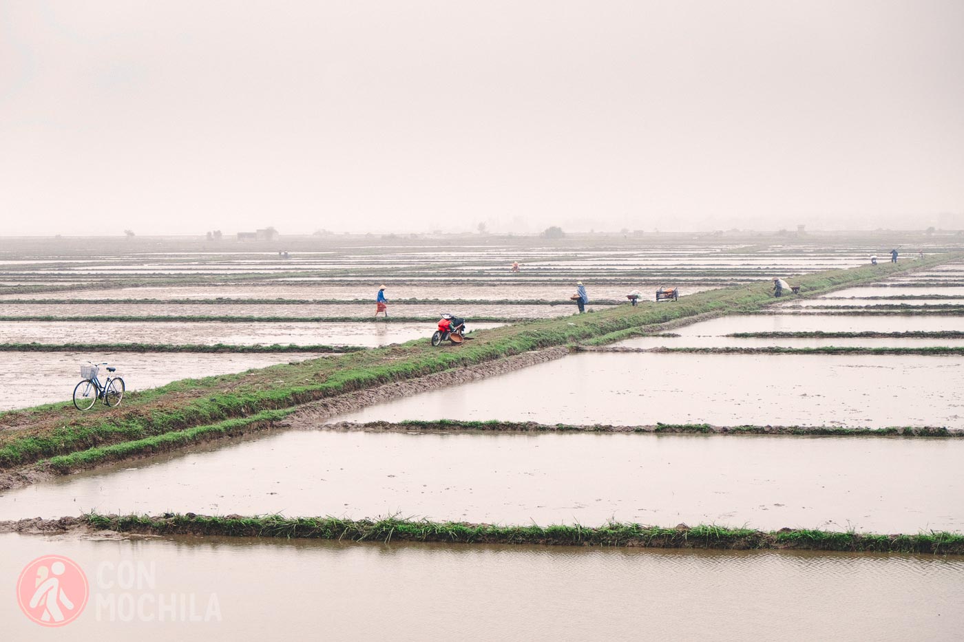 Los campos de arroz anegados de agua