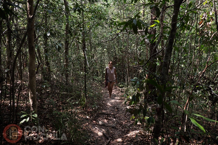 Sendero en la jungla para ir a ver las playas