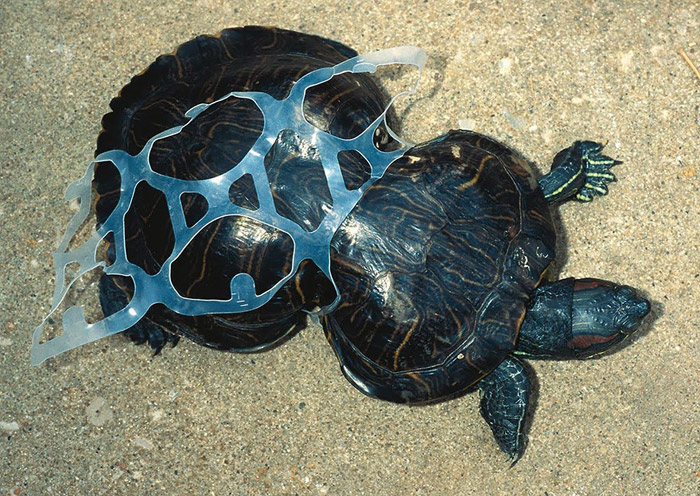 Tortuga atrapada en plástico