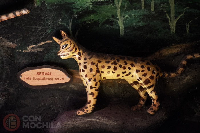Los felinos de la cueva