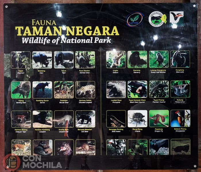 Taman Negara’s fauna