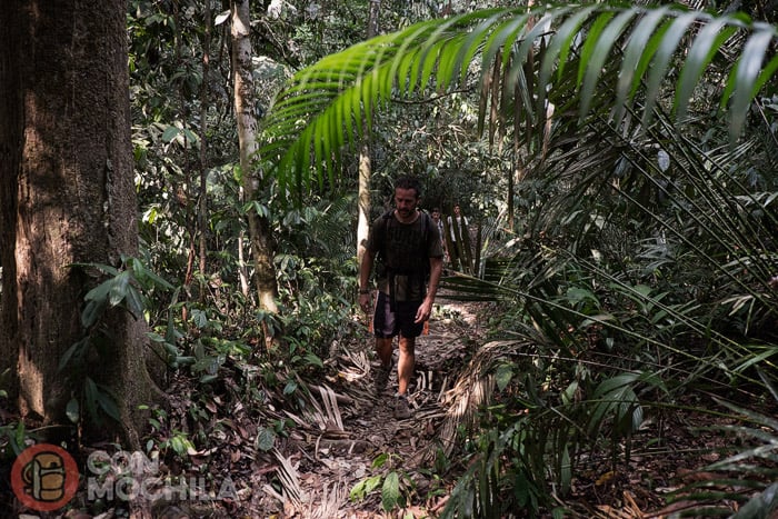 Inside the jungle