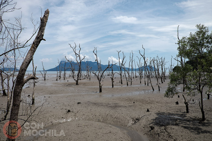 El manglar