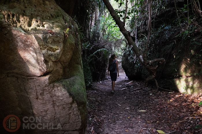 Dentro de la jungla