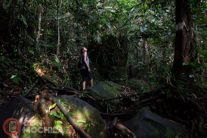 ¿Había dicho que íbamos por la jungla?