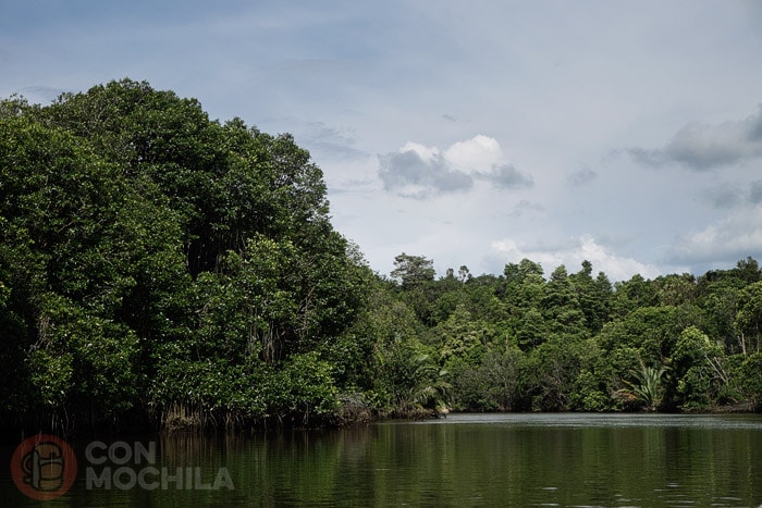 Camino del manglar