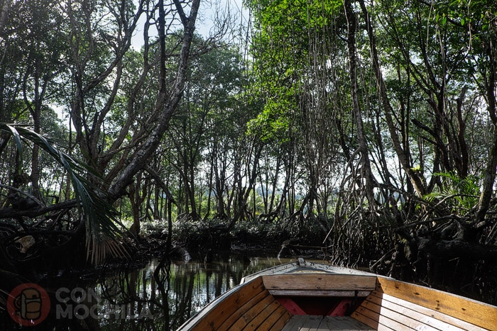Profundizando en el manglar