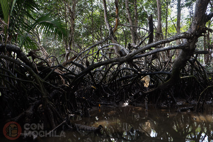 Detalle del manglar