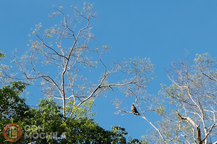 Una águila