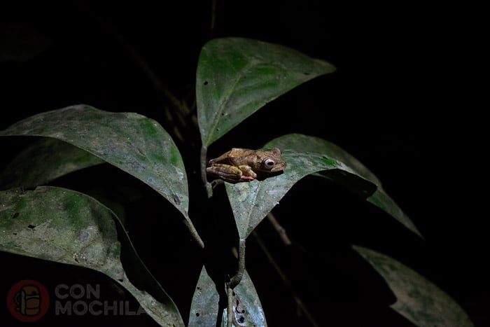 Rana en una caminata nocturna