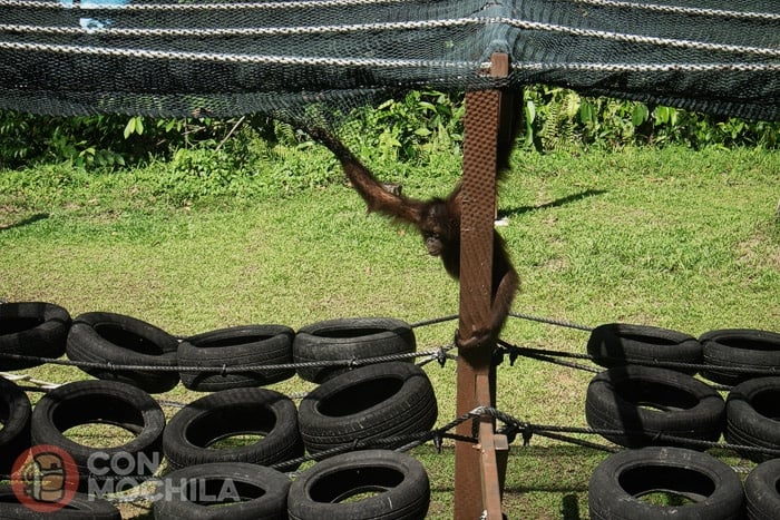 Uno de los jóvenes orangutanes