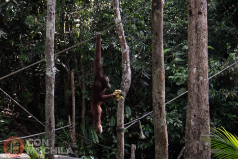 El orangután con sus plátanos