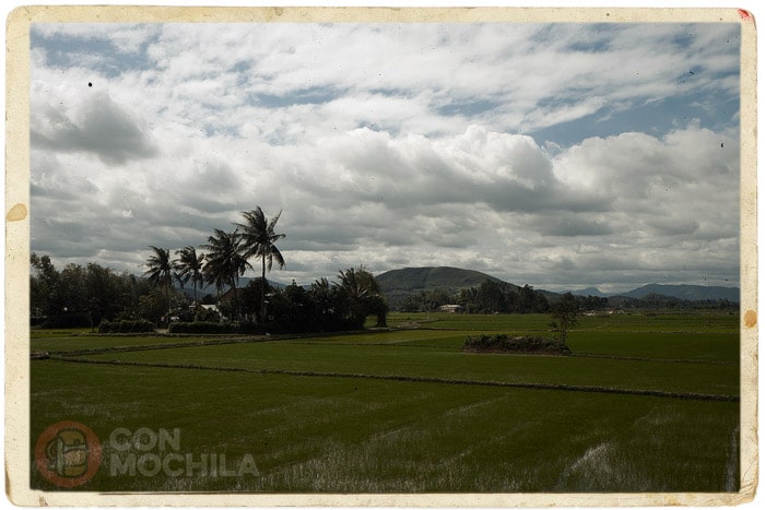 Campos de arroz por aquí
