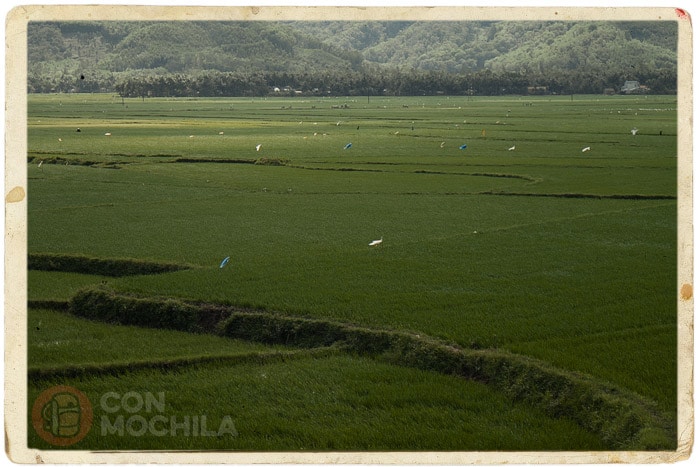 Campos de arroz por allá