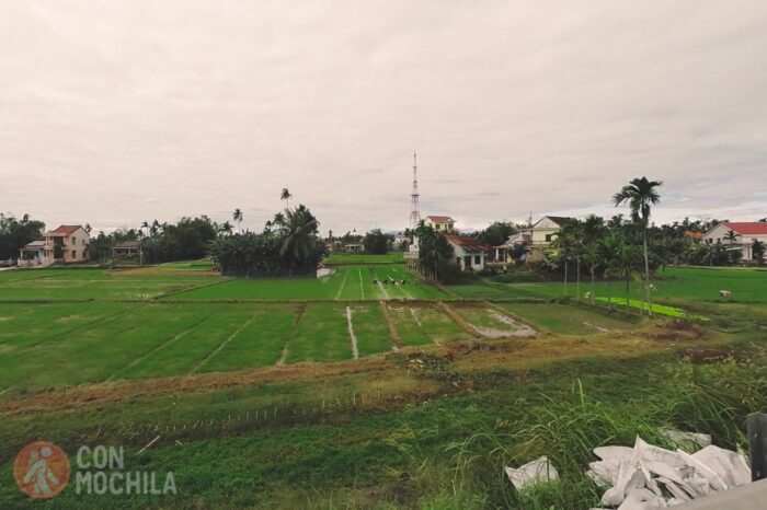 Campos de arroz verdes, ¡al fin!