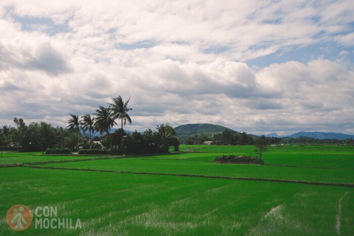 Campos de arroz por aquí