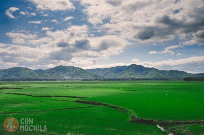 Campos de arroz por allá