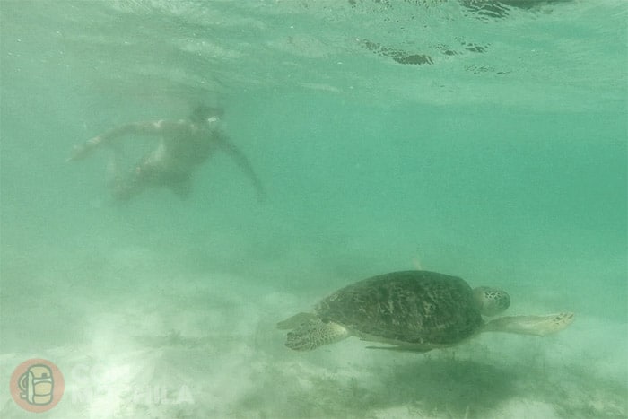 ... o ver tortugas marinas